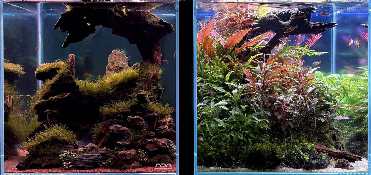 30cmキューブ水槽セット】ブセファランドラ等育成中につき【手渡し限定