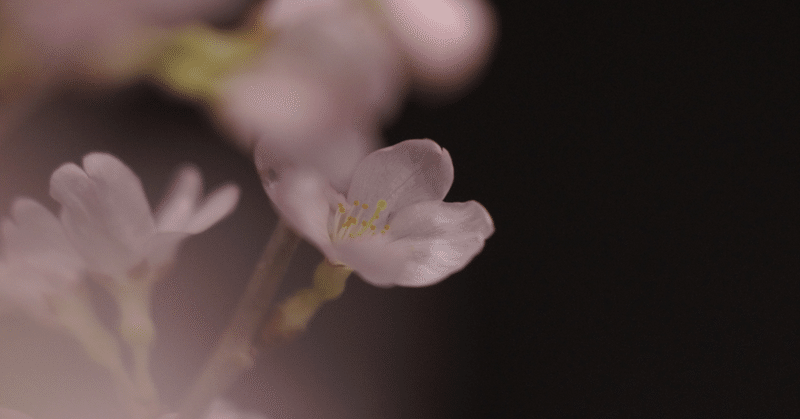 おうちでお花見はいかがですか？