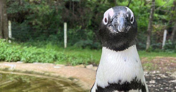 飛べないペンギン10本 YOUTUBE WORKS AWARDS JAPAN 2024 | Breakthrough Advertiser