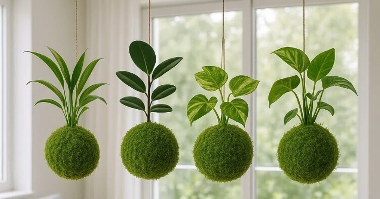 部屋に小さな自然を。癒しの苔玉で始める新しい暮らし｜hajime.kidzuki