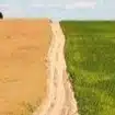 ゆる雄