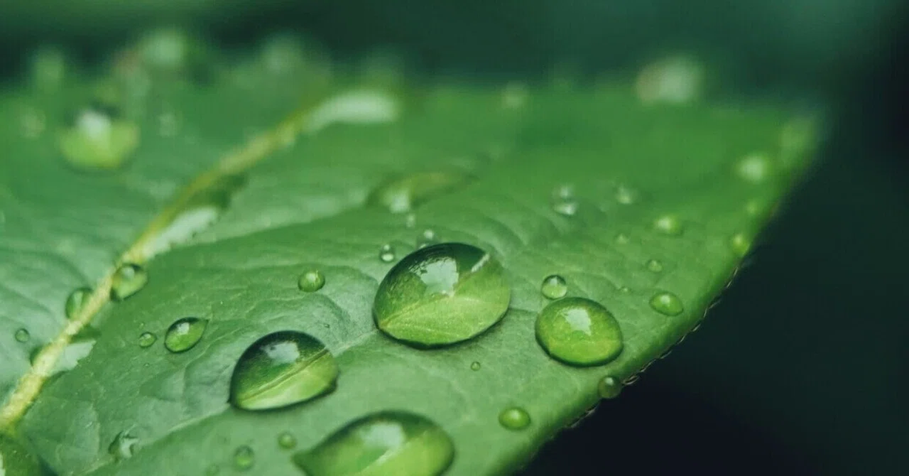 初めてしった、翠雨という言葉｜橋田つきこ