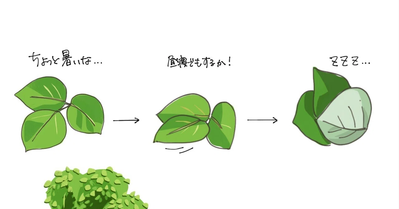 クズの昼寝｜くますけ｜自然ガイド・クリエイター