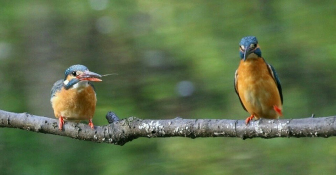 第883回 カワセミ(14回目)を点検すると｜翆野 大地
