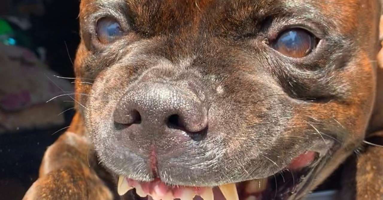 犬に人間の食べ物をあげて寿命が縮んでも僕はいい 小豆島の漁師はまゆう Note