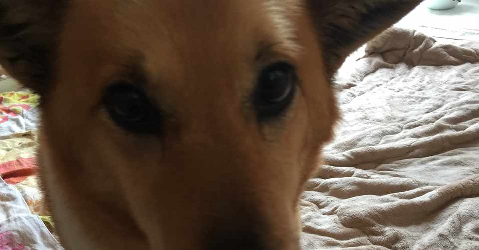 犬だって寂しい時あるよねー けん坊753 Note