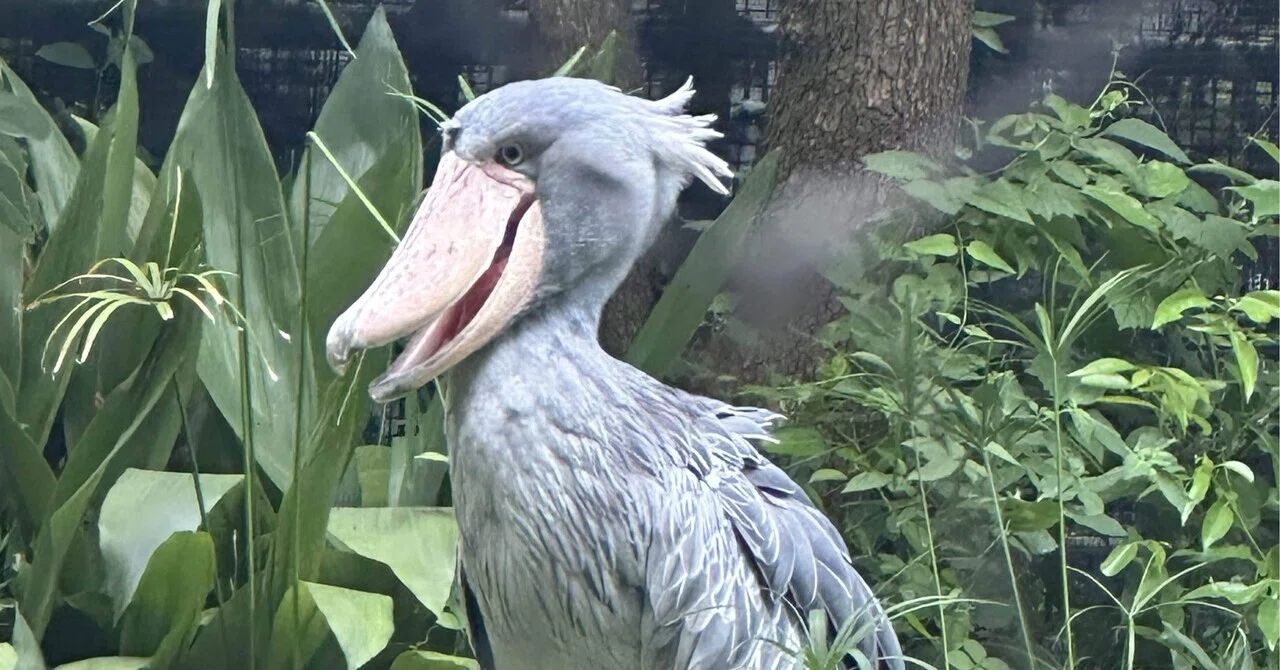 ぷらっと上野へ寄った話┃ハシビロコウが可愛い┃上野動物園｜さわ