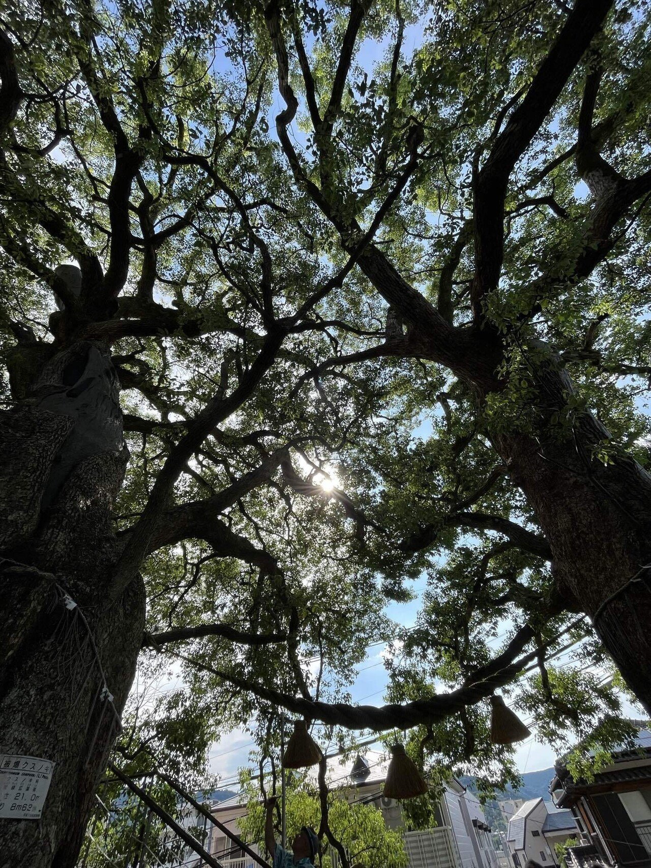 福山雅治の「クスノキ」のモデルになった山王神社の大楠から生命力