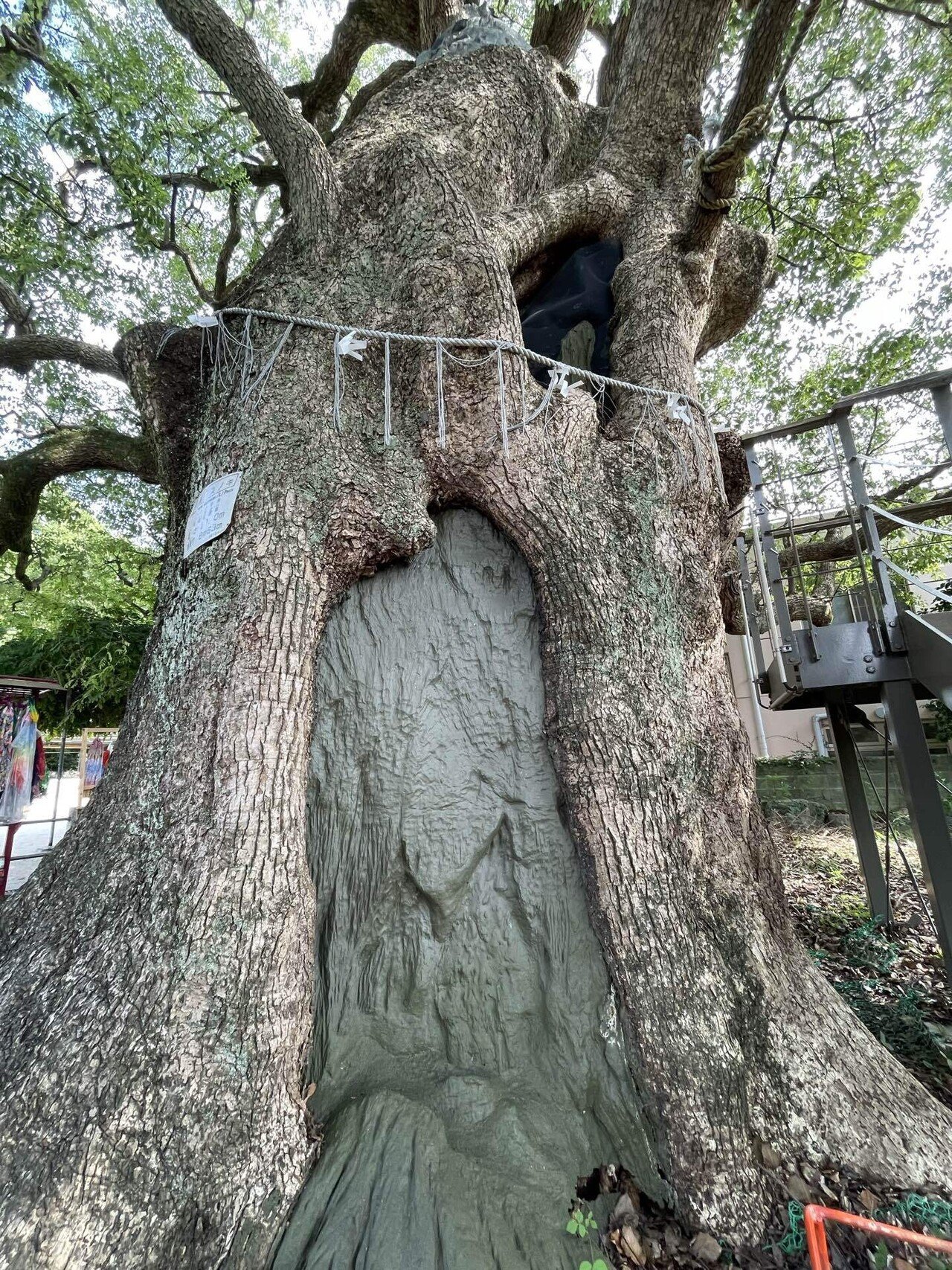 福山雅治の「クスノキ」のモデルになった山王神社の大楠から生命力
