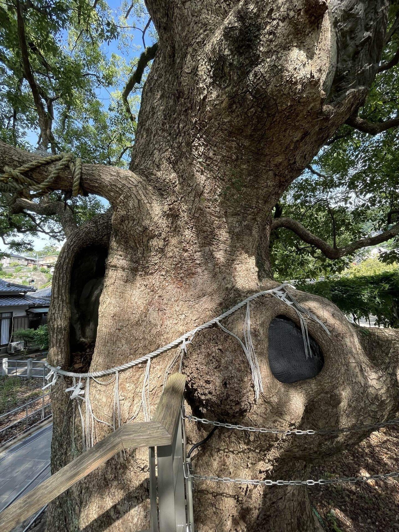 福山雅治の「クスノキ」のモデルになった山王神社の大楠から生命力