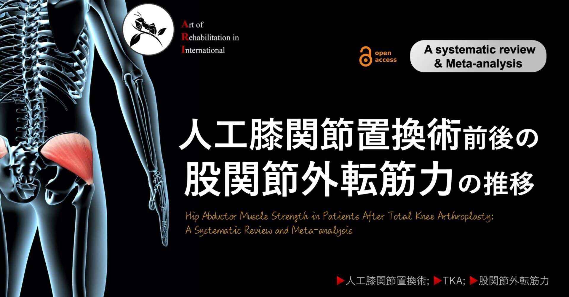 人工膝関節置換術前後の股関節外転筋力の推移｜Super Human