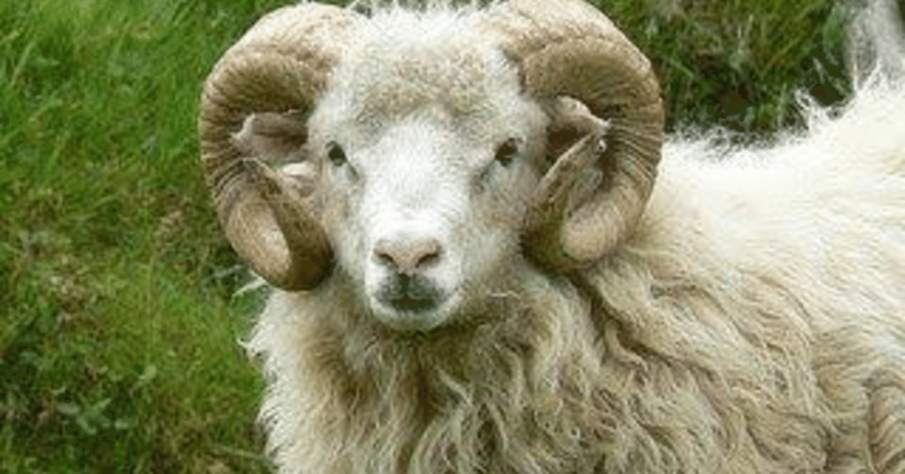 ガバコラム 羊のツノからまなぶ僕らの時代の成長モデル ふくたろう 煩悩ﾗｲﾌﾞﾗﾘｨ Note