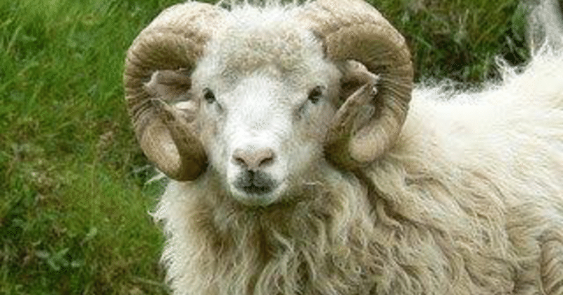 ガバコラム 羊のツノからまなぶ僕らの時代の成長モデル ふくたろう Note