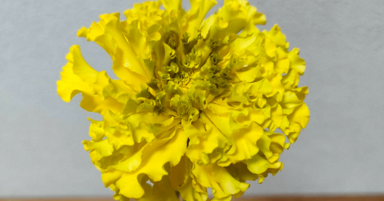 マリーゴールド アフロイエロー｜seren1023