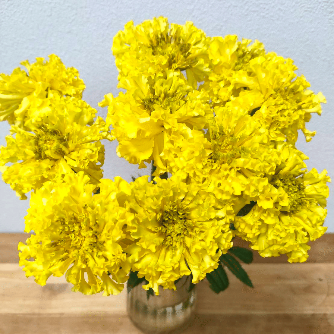 マリーゴールド アフロイエロー｜seren1023