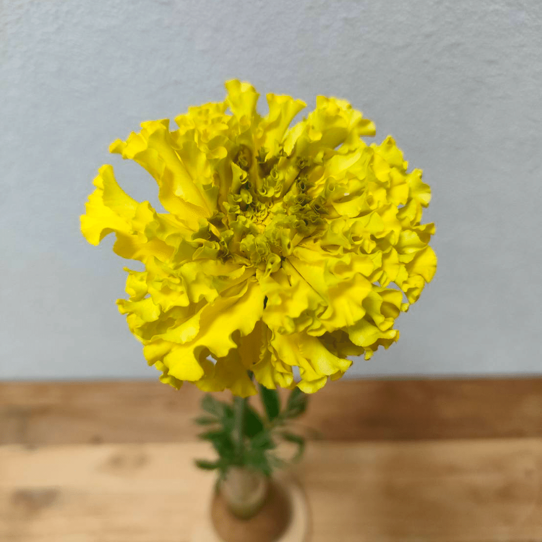 マリーゴールド アフロイエロー｜seren1023