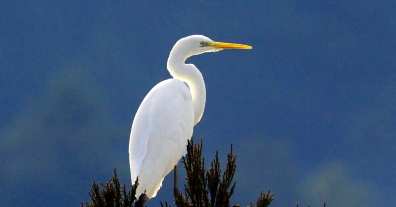 白鷺品　　　　49層鎌型 銀座【K-9779】夏 染名古屋帯 濃い薄花桜色×濃藍色 波に千鳥の図