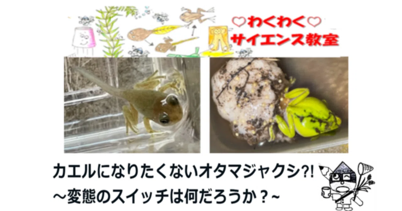 サイエンス寺子屋6❤️オタマジャクシの変態のスイッチは？🥰[後編