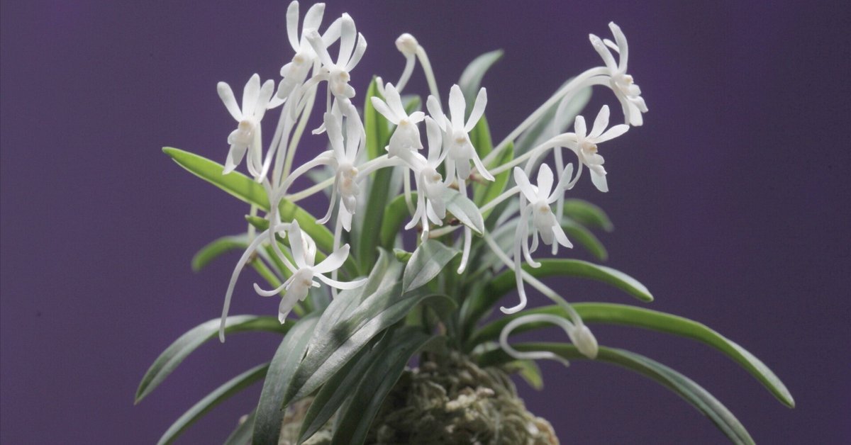 富貴蘭「名残雪」の花｜KJ Morison