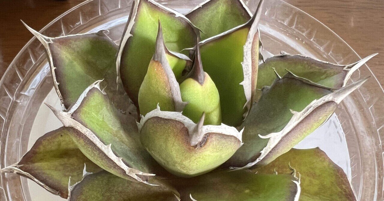 アガベ沼に落ちた話37「ハイブリッド沼・曙光姫はいいぞ～」｜mare_agave