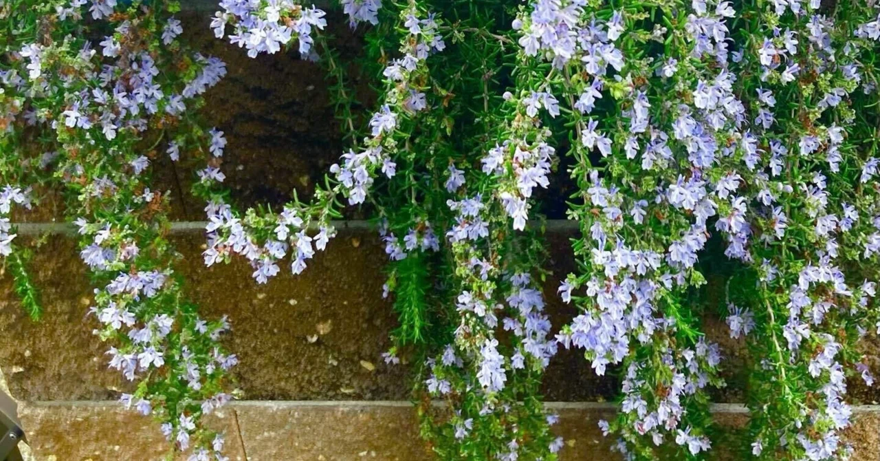 Fragrant Summer Dishes with Rosemary｜pute