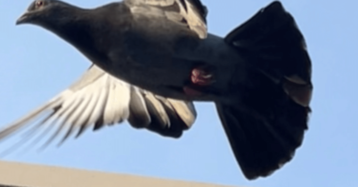 PIGEON&PEACE / はと森ハト PIGEON&PEACE / はと森ハト Pigeon Auction - V-150 中野400近親