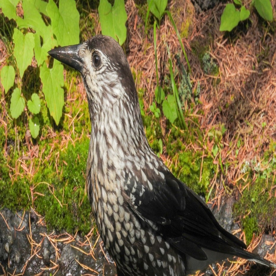 御中道〜奥庭(富士山麓)、8月下旬の探鳥散歩｜a little bird told me that