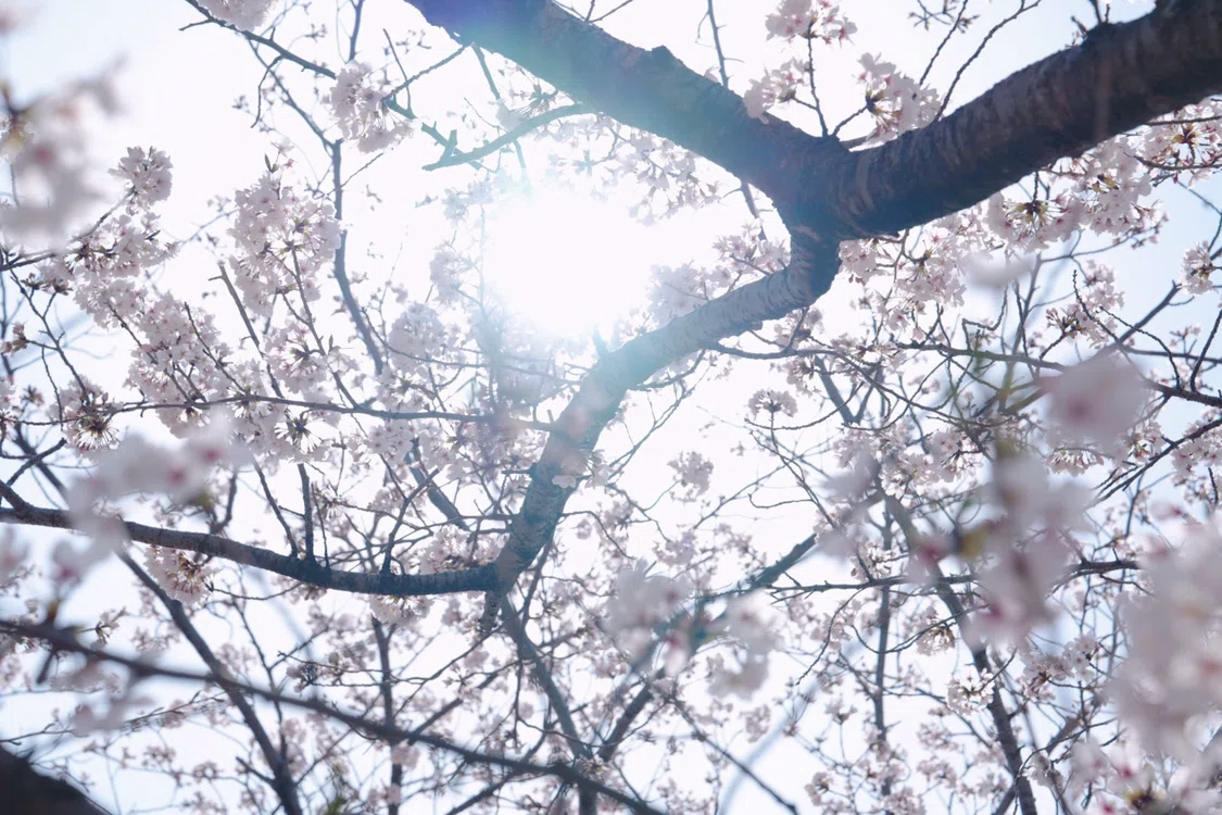 やさしい桜