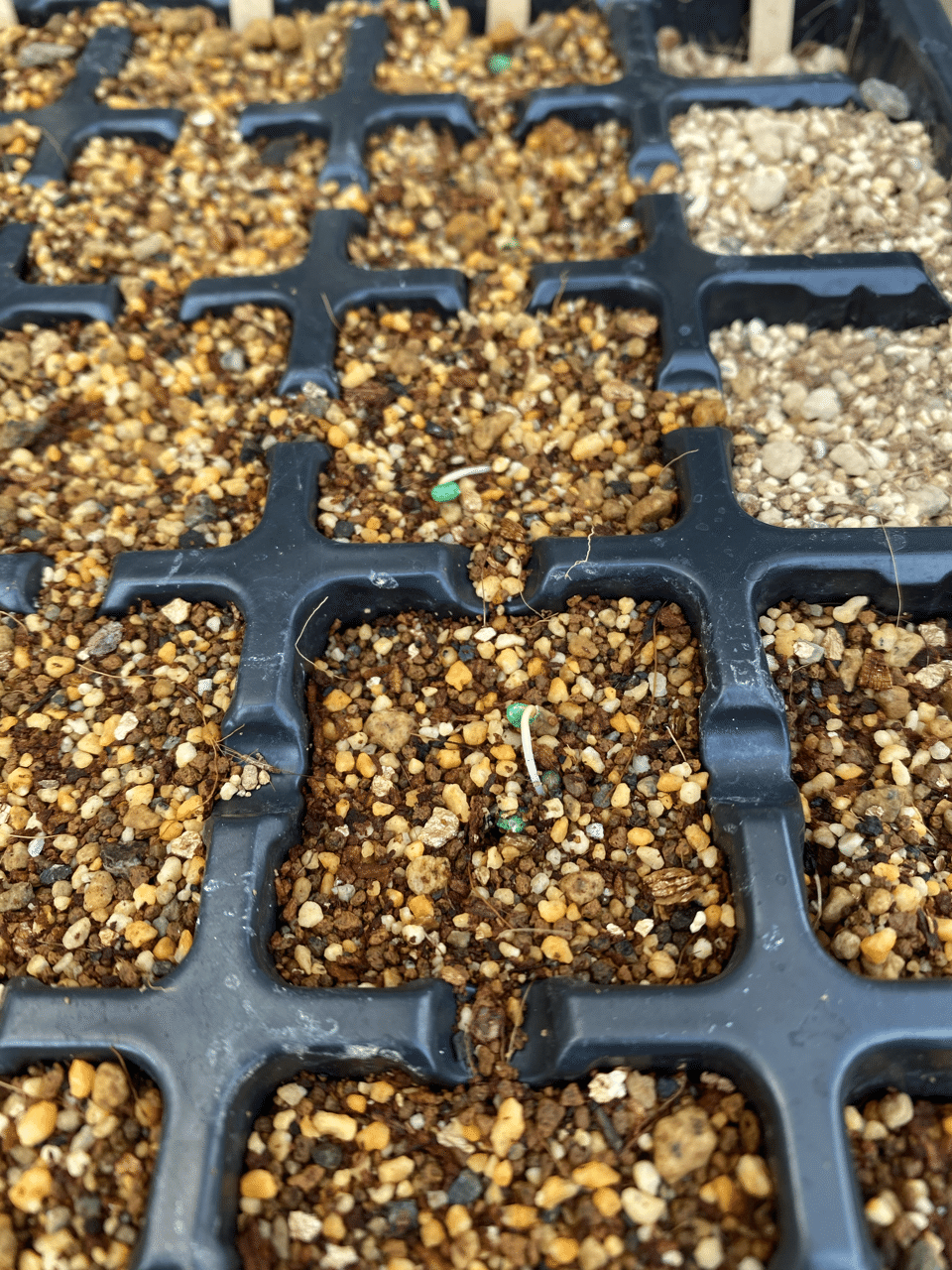 Vol ８ ３つの発芽条件ー光ー ころの庭自然菜園ーハーブやアロマもー Note