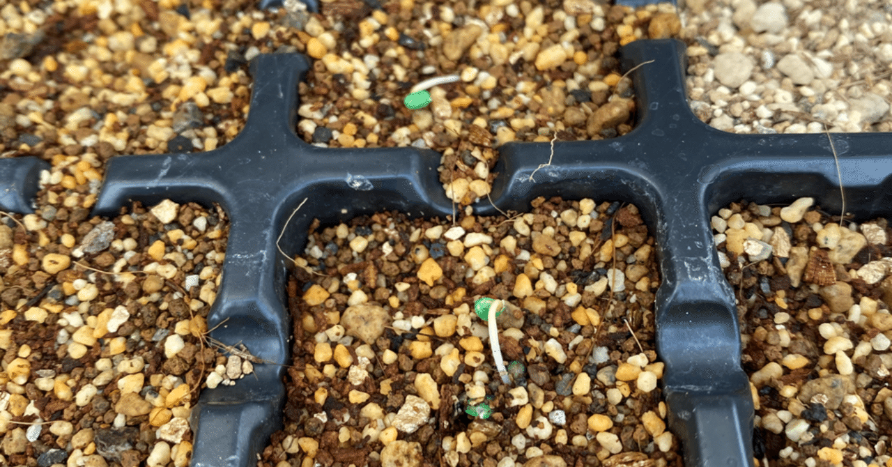 Vol ８ ３つの発芽条件ー光ー ころの庭自然菜園ーハーブやアロマもー Note