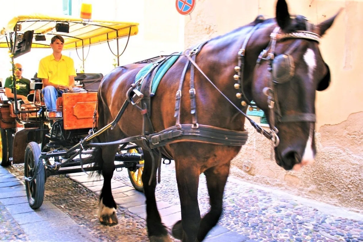 馬車に、遭遇！！｜食の工房オフィスアルベロ【イタリア料理教室 in 神戸】