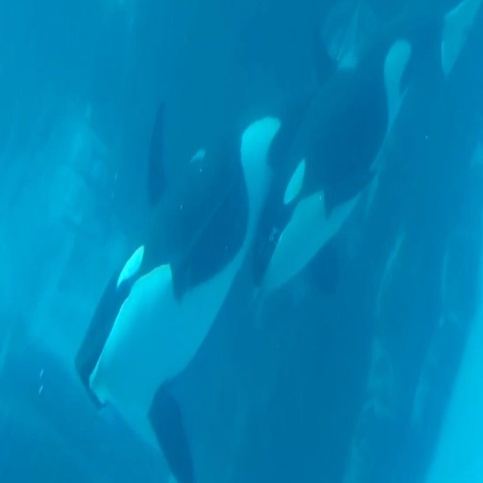 リンをステラの元へ。賛同しました。｜【いつも一緒ね♡】emiko