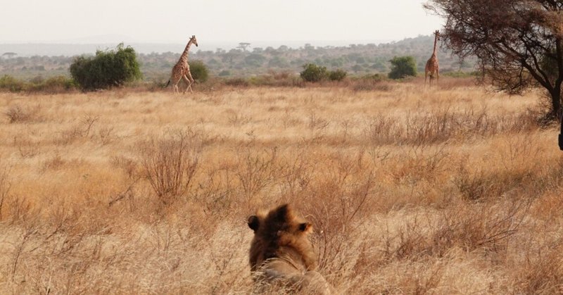 武田ちょっこ＊まるまるサファリの本｜note