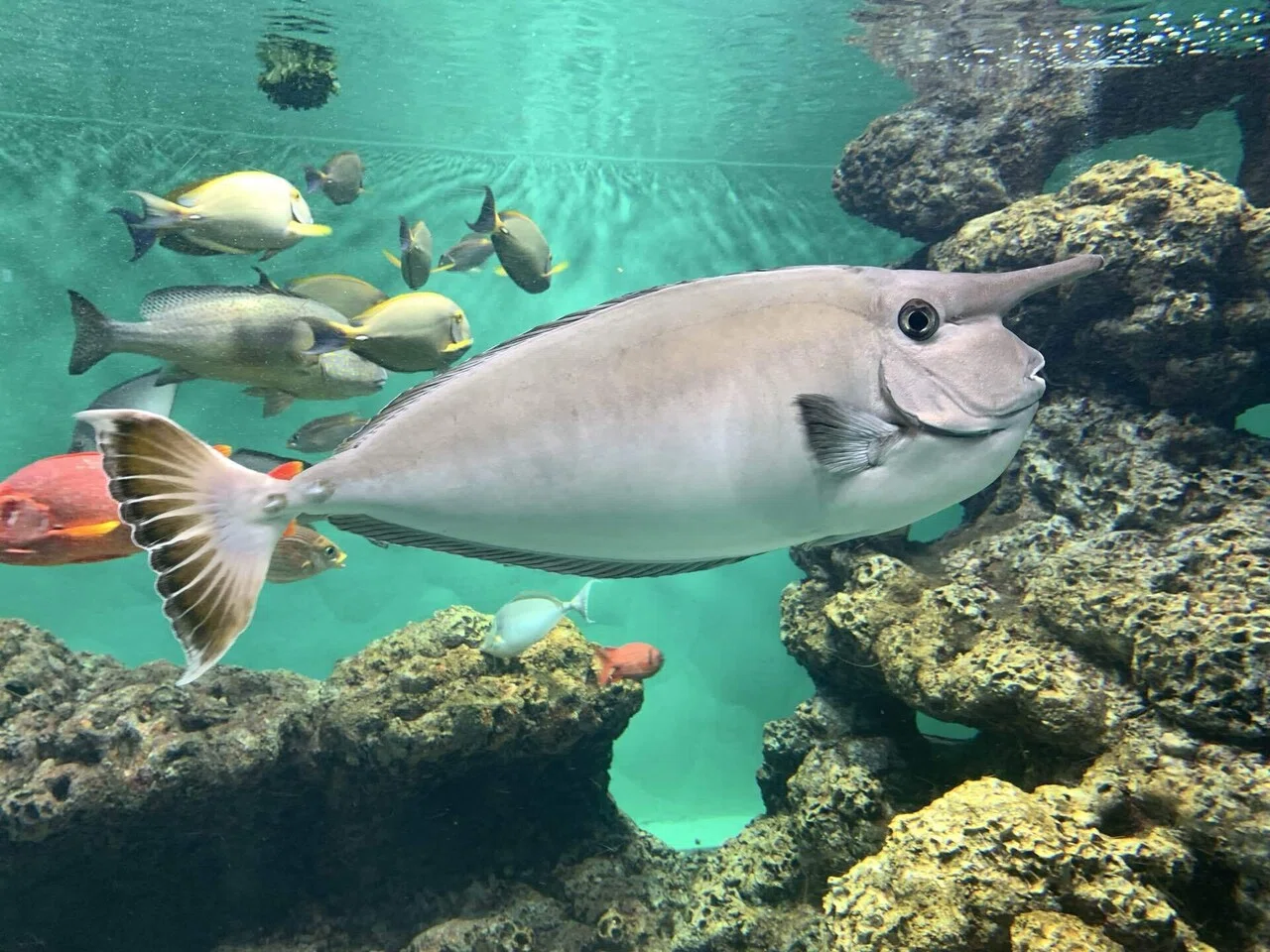 備忘録#03 オタクが魚を見たり回ったりした回｜葵ゆーふぉの備忘録