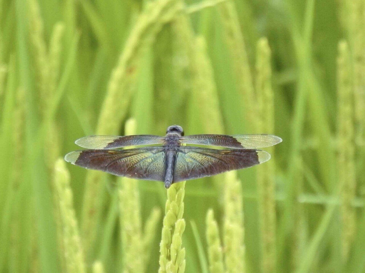 藤里で見つけたトンボがどんな種類がいたのかまとめてみました。｜か