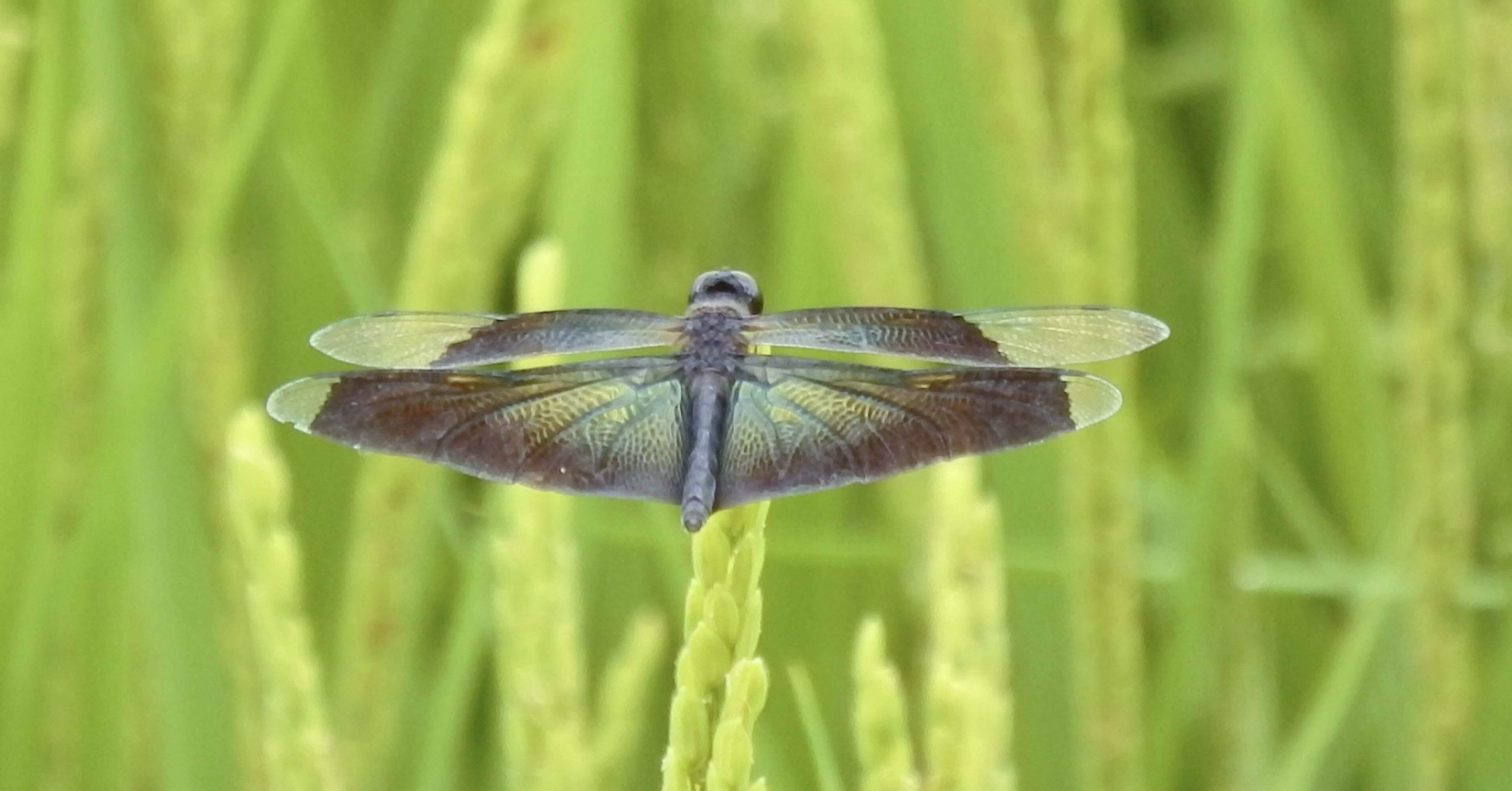 6d1d2d3e1238ca2c1796d4280afaa6