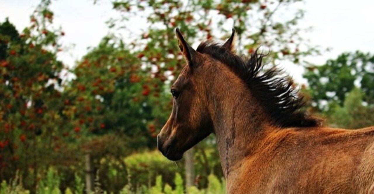 アグネスゴールド シンコウキング産駒が海外で活躍 一口馬主マスターb Note アグネスゴールド シンコウキング産駒が海外で活躍 一口馬主マスターb Note