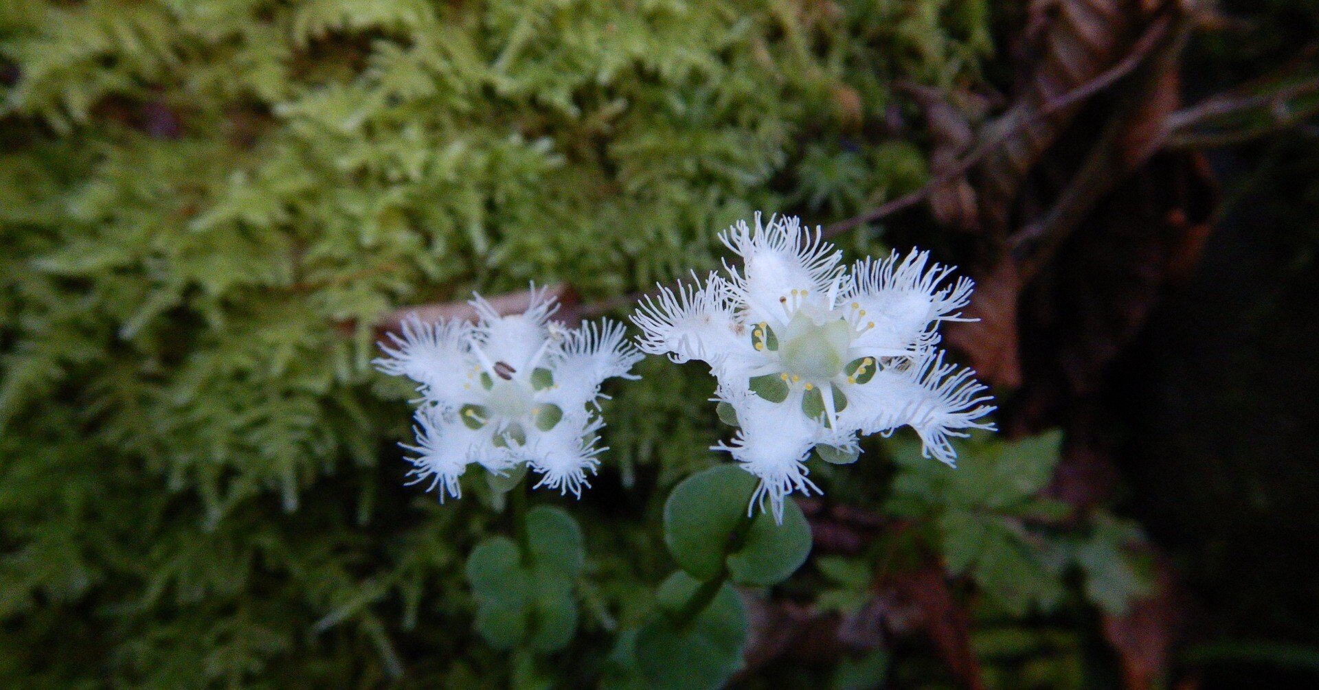 秋の山野草【愛鷹山】白ひげ草｜chintakaこと柊 聖月