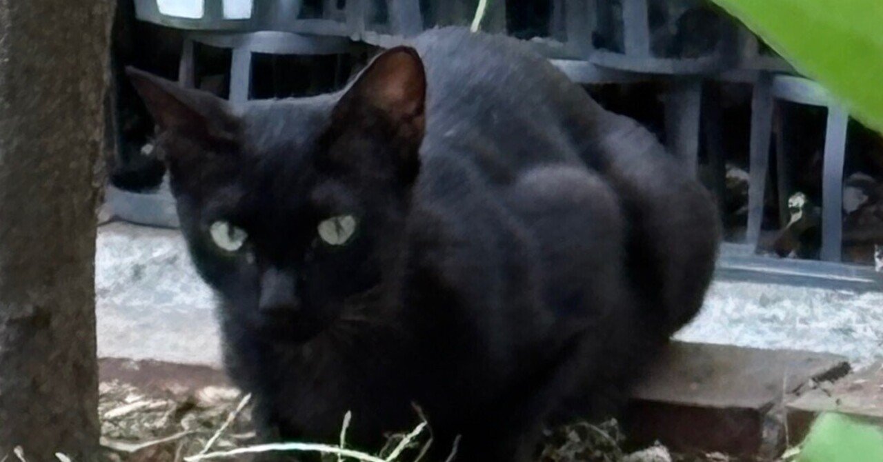 よこねこ会 保護物語2025夏①｜OMA