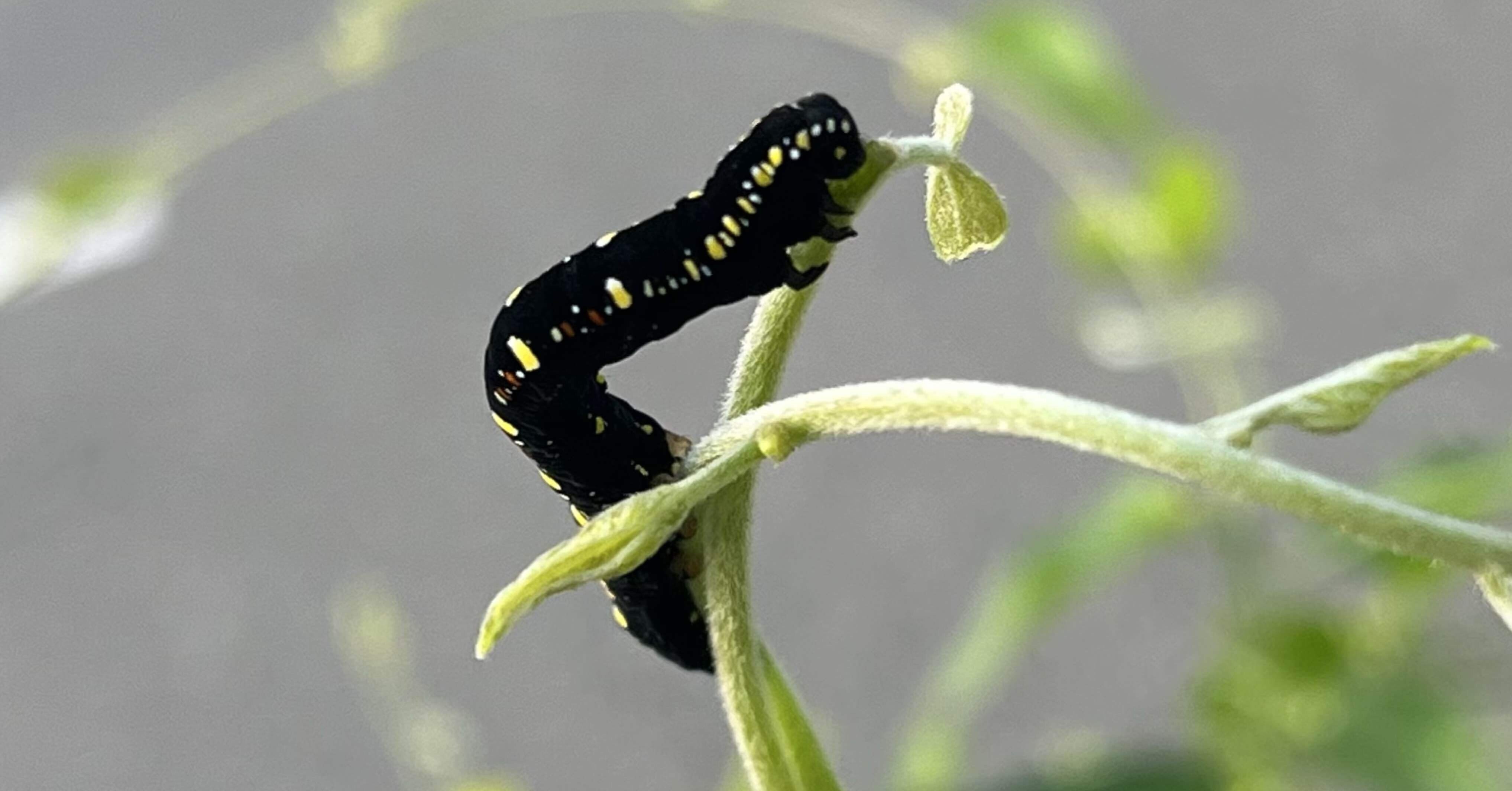 🐛ケムンパスさんですか❣️ 📚sss|まるまるの虫 カメさん 🐛ケムンパスさんですか❣️ 📚sss|まるまるの虫 カメさん