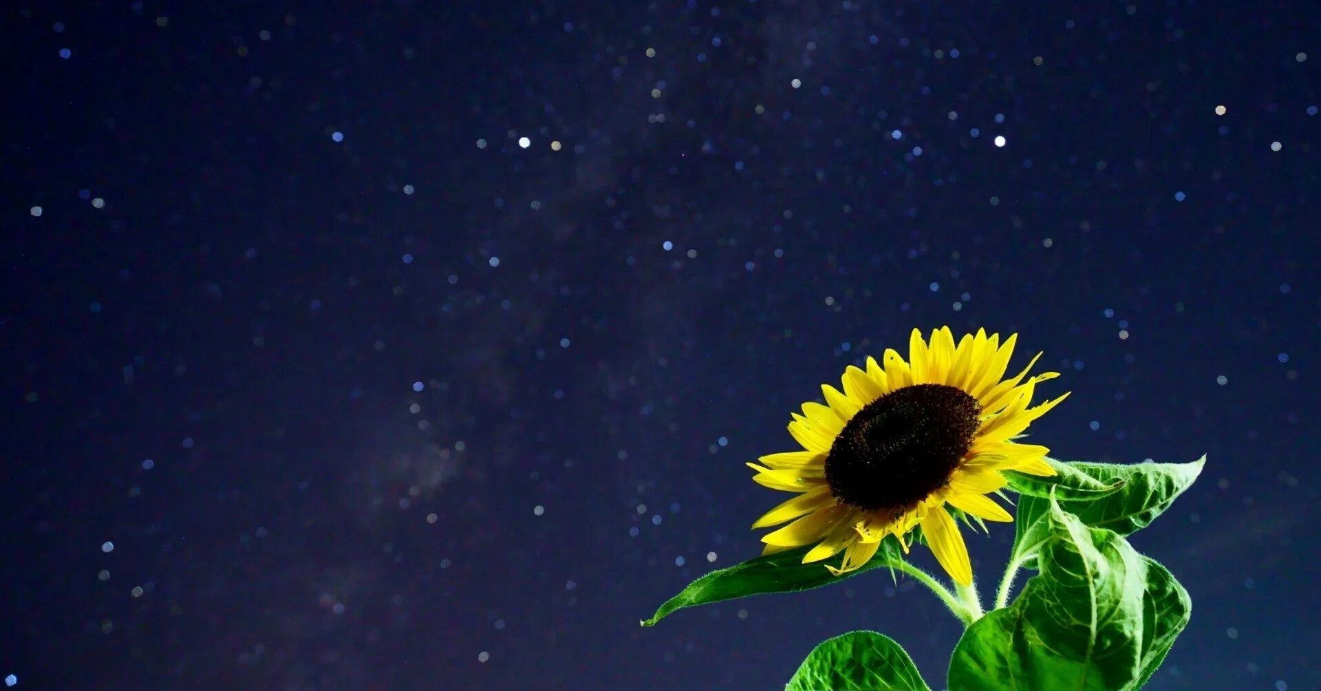 見上げてごらん夜の星を｜hitoyasumi_hitoyasumi