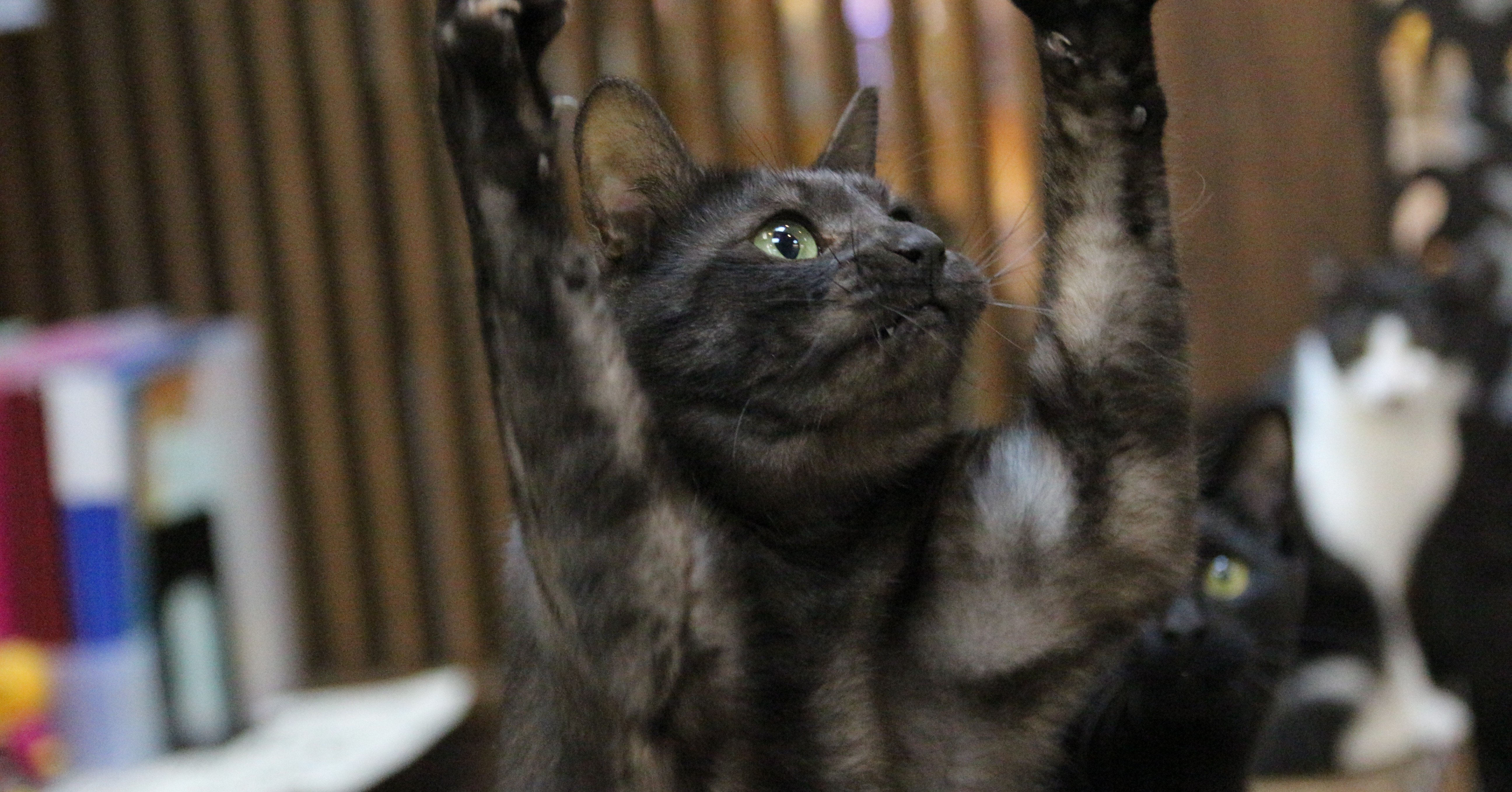 猫カフェで猫に嫌われる7つのこと Omochi Neko299 Note 猫カフェで猫に嫌われる7つのこと Omochi Neko299 Note