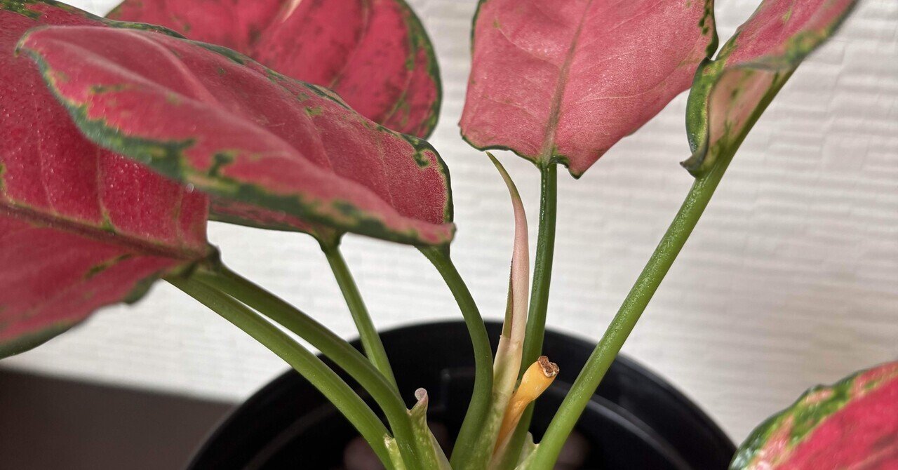 映えない植物記録 #2｜korin miku