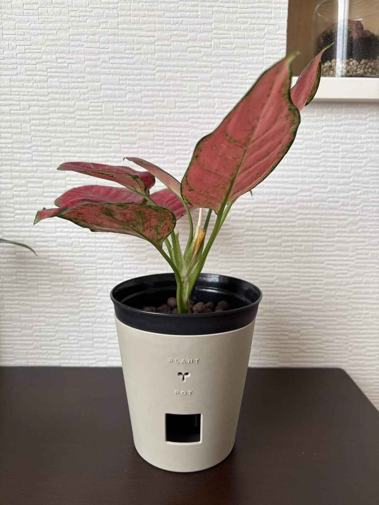 映えない植物記録 #2｜korin miku