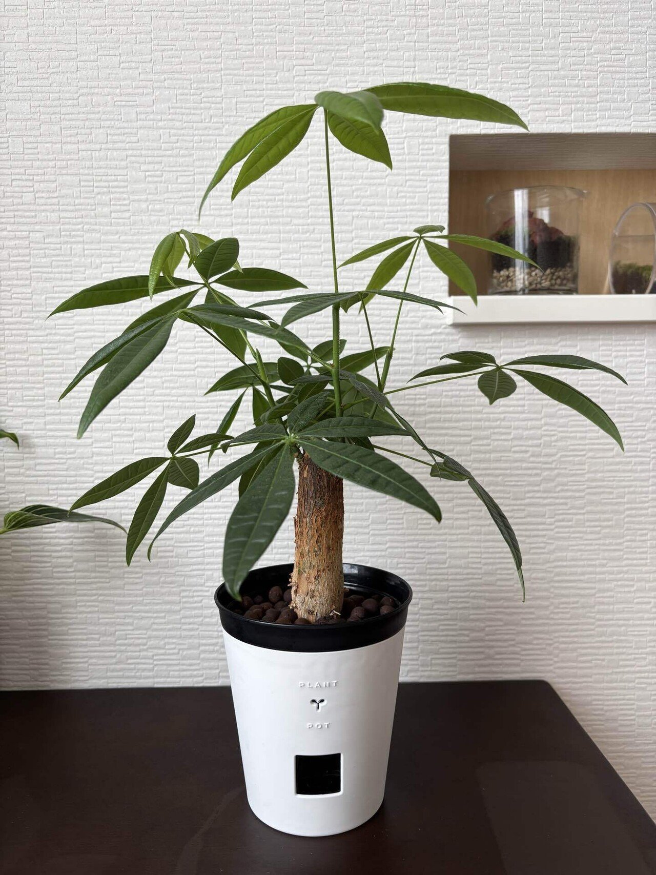 映えない植物記録 #2｜korin miku