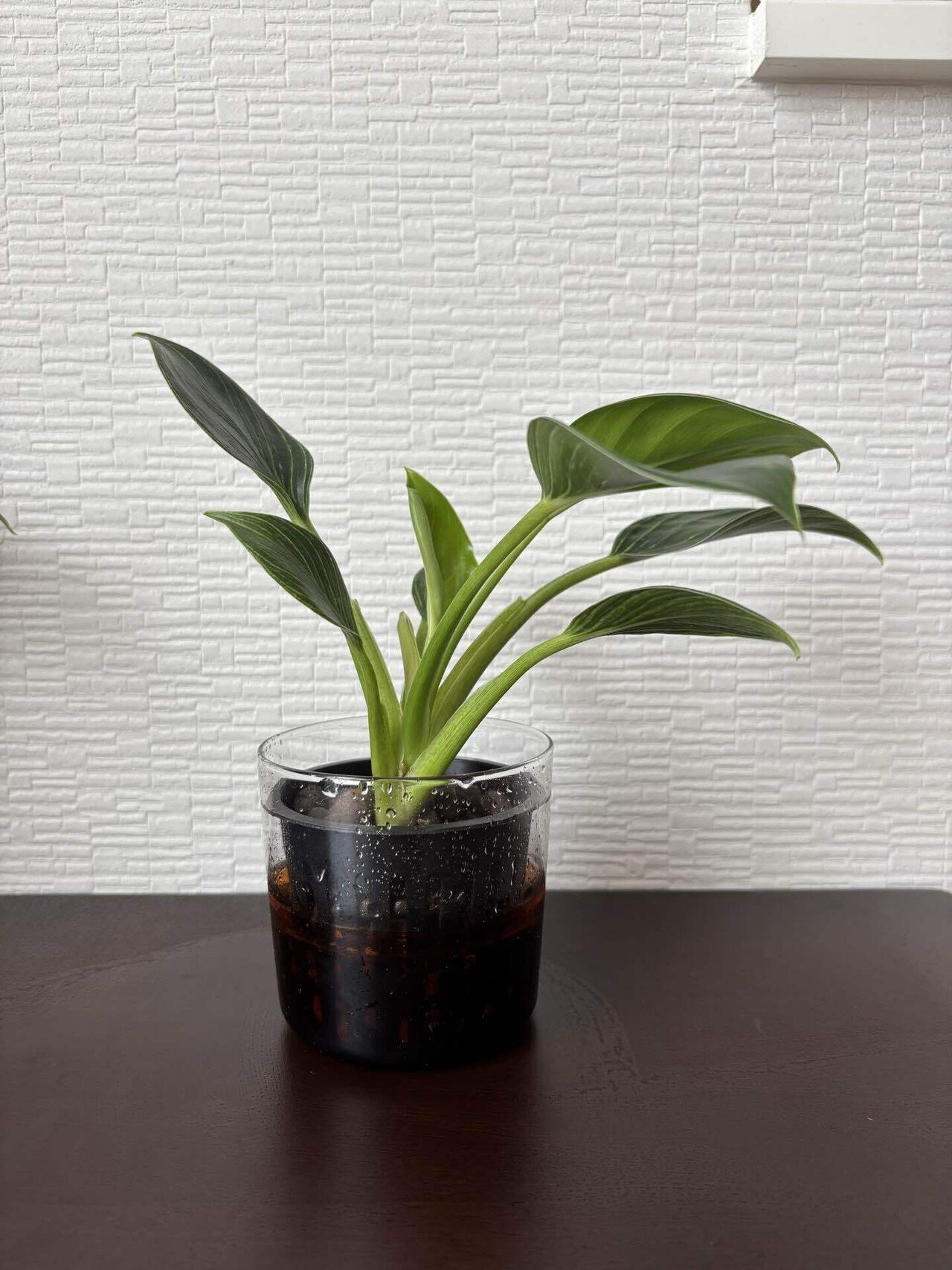 映えない植物記録 #2｜korin miku