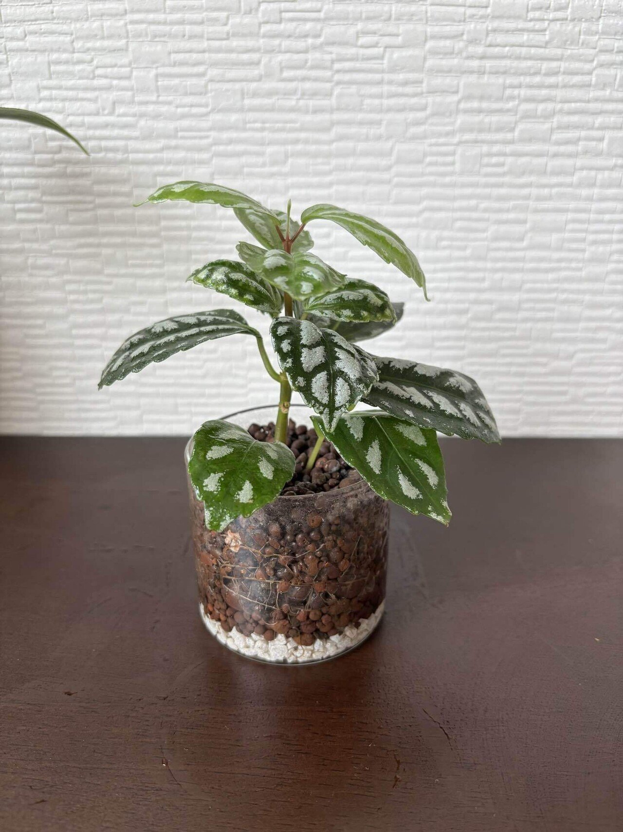 映えない植物記録 #2｜korin miku