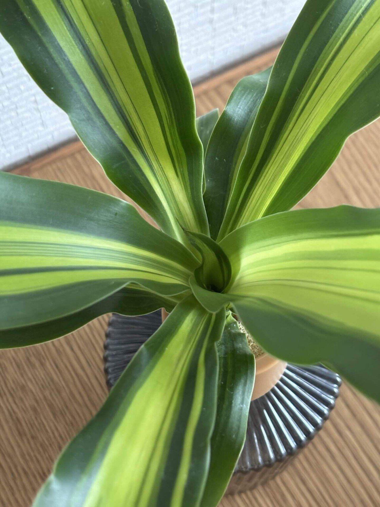 映えない植物記録 #2｜korin miku