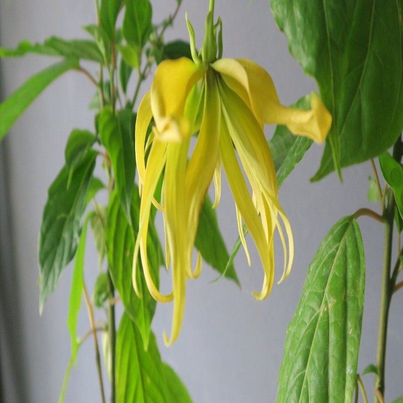 イランイランの木花付 イランイラン 苗 木 5号鉢 花木 香り アロマ