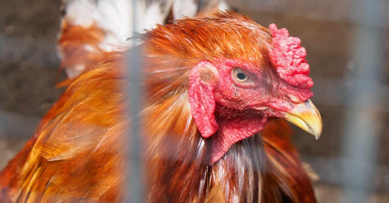 Ruy Miyagawa 宮川類 Note